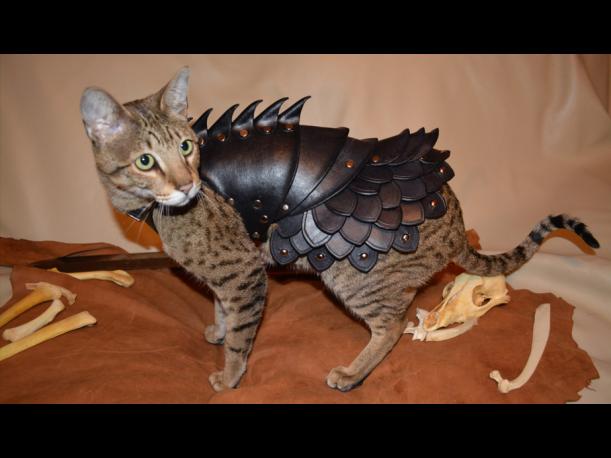 memes de gatos, gato con armadura, gato guerrero